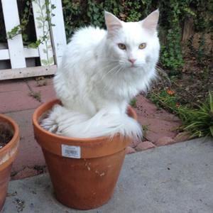 Meet your Posher, Christina